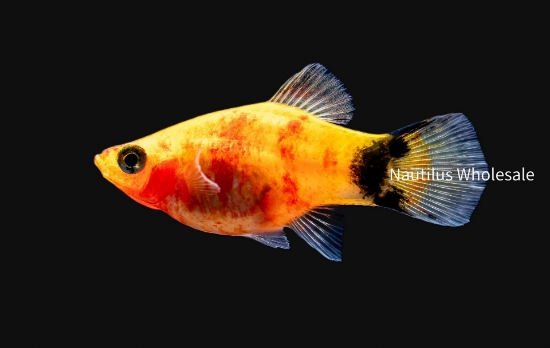 Picture of PLATY: RED TIGER
