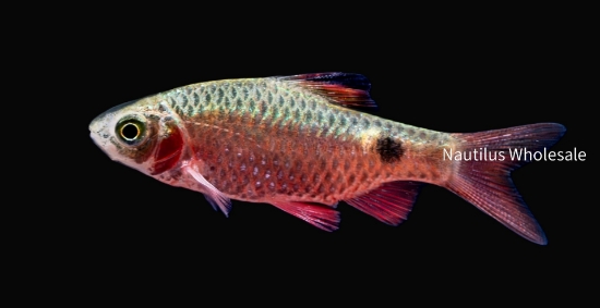 Picture of BARB: ROSEY