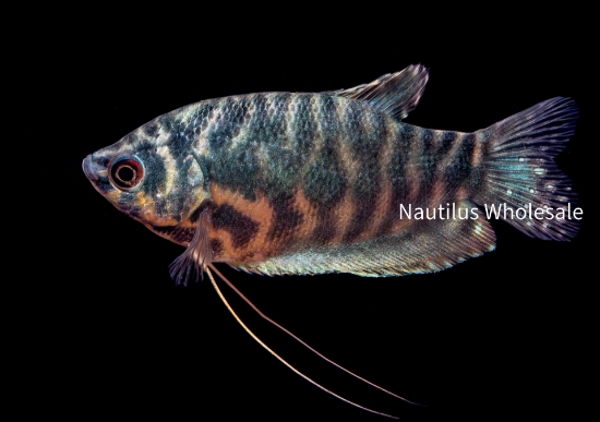 Picture of GOURAMI: OPALINE