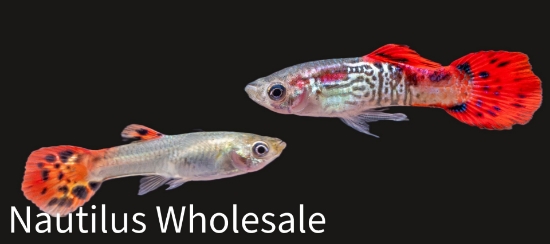 Picture of GUPPY: RED COBRA MALE