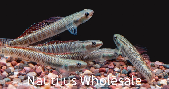 Picture of MISC: GOBY RAINBOW *ON SPECIAL*