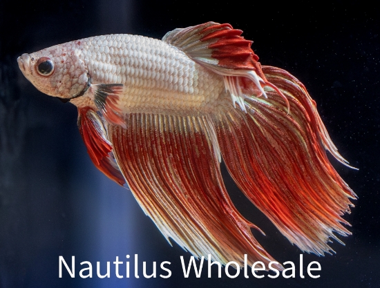 Picture of BETTA: DRAGON SCALE MALE  *ON SPECIAL*