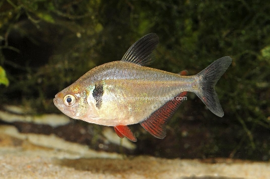 Picture of TETRA: BLACK PHANTOM (IMPORT) *15 COUNT FREE FISH*
