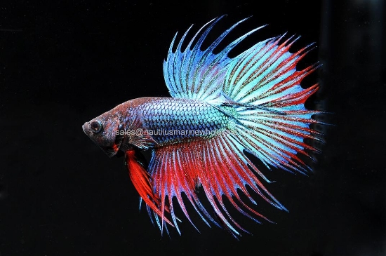 Picture of BETTA: CROWN TAIL MALE *12 COUNT FREE FISH*