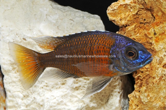 Picture of AFRICAN: HAP REDFIN BORLEYI MALE MD *1 COUNT FREE FISH*