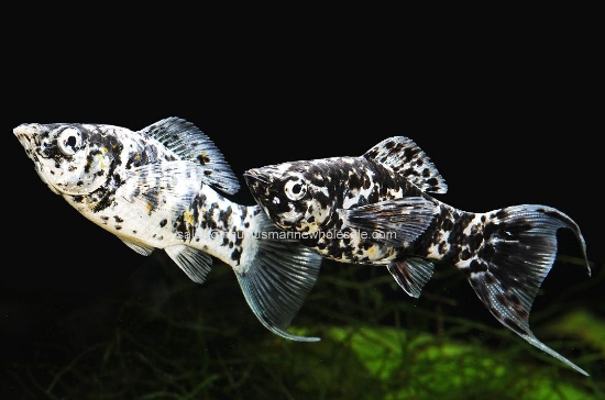 Picture of MOLLY: DALMATION L/T MD *12 COUNT FREE FISH*