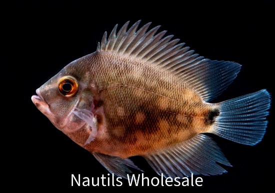 Picture of CICHLID: UARU MED (Around 2") *1 COUNT FREE FISH*