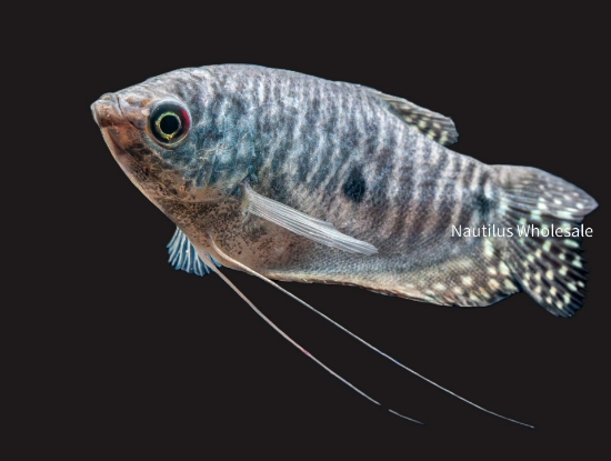 Picture of GOURAMI: BLUE REG *25 COUNT FREE FISH*