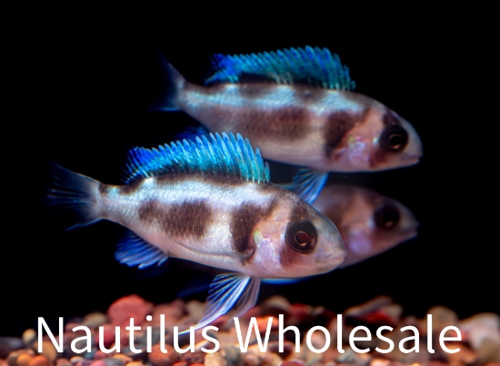 Picture of TANGAN: FRONTOSA BLACK WIDOW *ON SPECIAL*