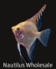 Picture of ANGEL: FANCY MIX MD *8 COUNT FREE FISH*