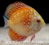 Picture of DISCUS: ASST 2-2.5"