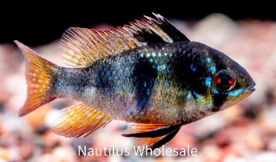 Picture of CICHLID: RAM BLACK GERMAN REG *ON SPECIAL*
