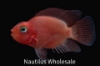 Picture of CICHLID: PARROT BLOOD SM *4 COUNT FREE FISH*