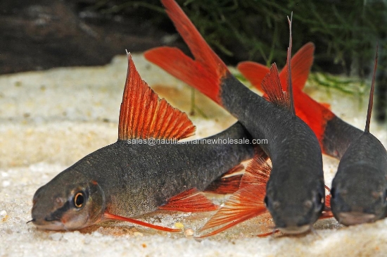 Picture of SHARK: RAINBOW 1.5" *20 COUNT FREE FISH*