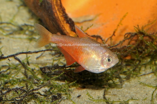 Picture of TETRA: VON RIO ORANGE *25 COUNT FREE FISH*