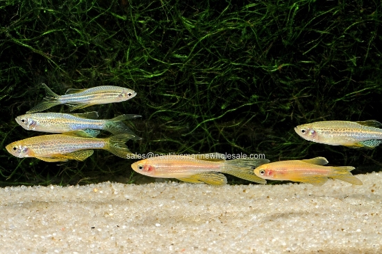 Picture of DANIO: ASST L/F *50 COUNT FREE FISH*