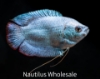 Picture of GOURAMI: POWDER BLUE DWARF *9 COUNT FREE FISH*