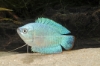 Picture of GOURAMI: POWDER BLUE DWARF *9 COUNT FREE FISH*