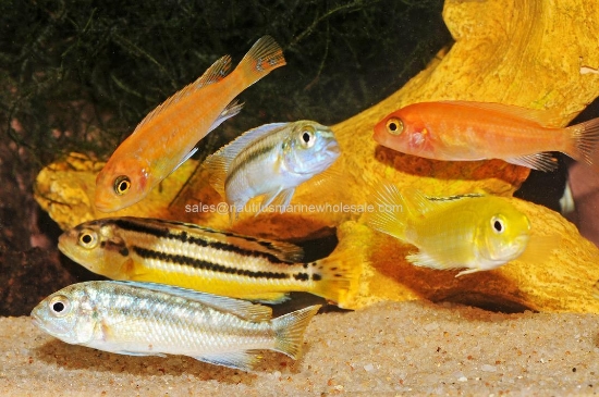 Picture of AFRICAN: MBUNA ASSORTED 1.25" *16 COUNT FREE FISH*