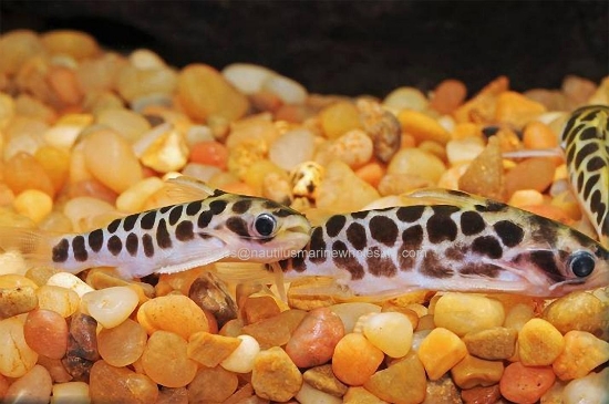 Picture of CAT: OIL (HONEYCOMB) *2 COUNT FREE FISH*