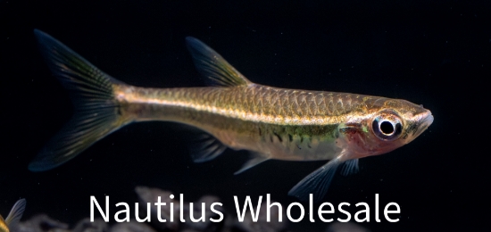 Picture of RASBORA: REDLINE *ON SPECIAL*