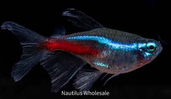 Picture of TETRA: NEON LF (FL) *6 COUNT FREE FISH*