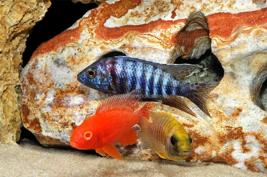 Picture of AFRICAN: PEACOCK ASST 2" (IMPORT - JUICED COLOR) *6 COUNT FREE FISH*