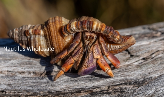 Picture of CRAB: HERMIT HAITI (LAND)  *18 COUNT FREE FISH*