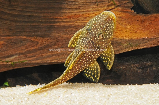 Picture of PLECO: ORANGE SEAM L-81 *ON SPECIAL*