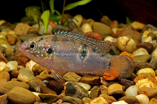 Picture of AFRICAN: OTHER-JEWEL REG *25 COUNT FREE FISH*