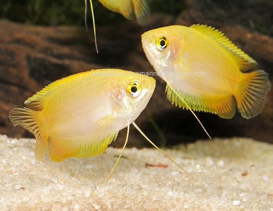 Picture of GOURAMI: GOLD HONEY *8 COUNT FREE FISH*