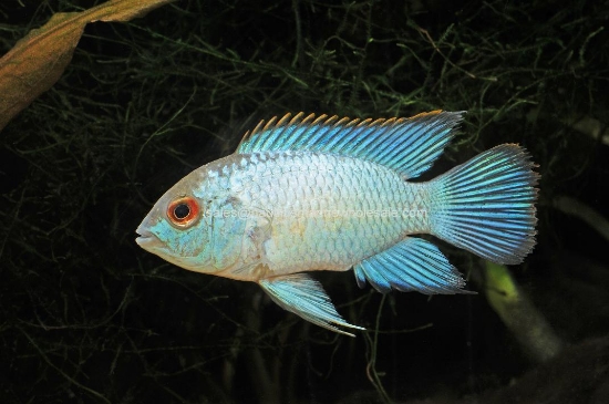 Picture of CICHLID: ACARA ELECTRIC BLUE REG (FL BRED) *7 COUNT FREE FISH*