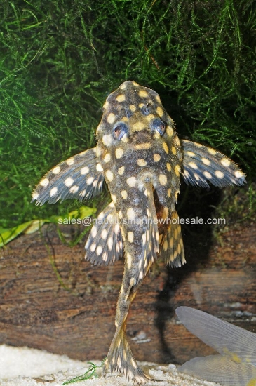 Picture of PLECO: COLOMBIAN SNOW BALL MD *ON SPECIAL*
