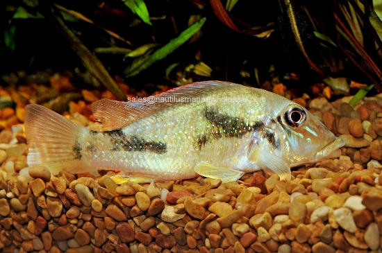 Picture of CICHLID: RETROCULUS LAPIDIFER *ON SPECIAL*