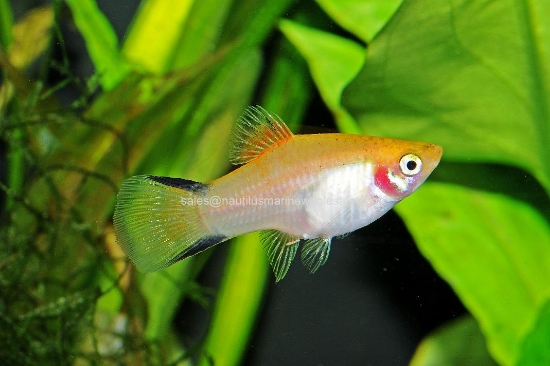 Picture of PLATY: GOLD TWIN BAR XLG *ON SPECIAL*