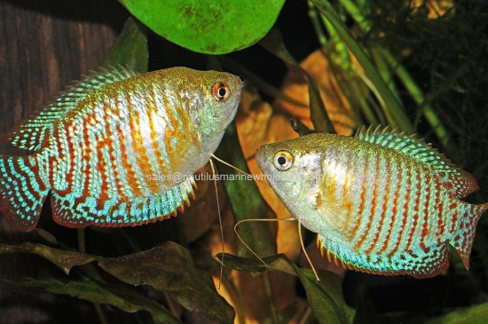 Picture of GOURAMI: DWARF ALL MALE *7 COUNT FREE FISH*