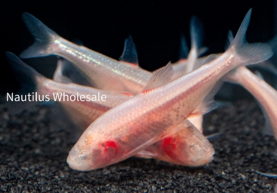 Picture of TETRA: BLIND CAVE IMPORT (NO CA ,MS) *18 COUNT FREE FISH*