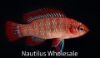 Picture of MISC: BADIS SCARLET *ON SPECIAL*