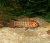 Picture of MISC: BADIS SCARLET *ON SPECIAL*