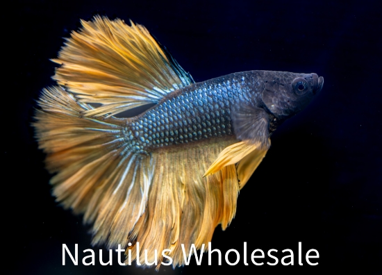 Picture of BETTA: MUSTARD GAS HALFMOON MALE *3 COUNT FREE FISH*