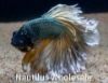 Picture of BETTA: MUSTARD GAS HALFMOON MALE *3 COUNT FREE FISH*