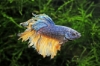 Picture of BETTA: MUSTARD GAS HALFMOON MALE *3 COUNT FREE FISH*