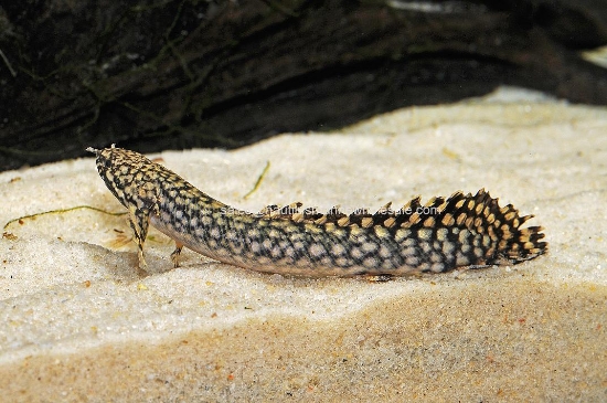 Picture of MISC: BICHIR ORNATE *2 COUNT FREE FISH*