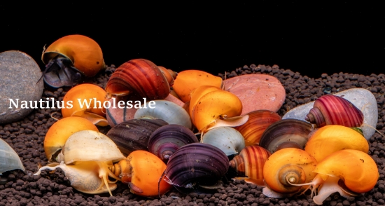 Picture of SNAIL: ASST MYSTERY  *EDLP SPECIAL* (NO AZ, GA, LA, ME, ID) *LIMITED AVAILABILITY LATELY*
