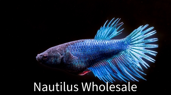 Picture of BETTA: CROWN TAIL FEMALE