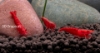 Picture of SHRIMP: RED CHERRY