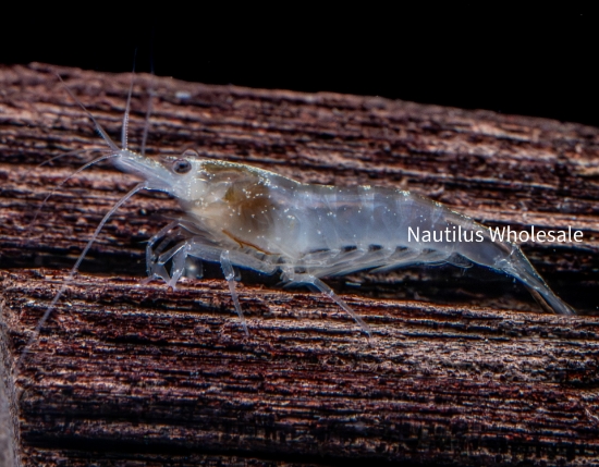 Picture of SHRIMP: SNOWBALL