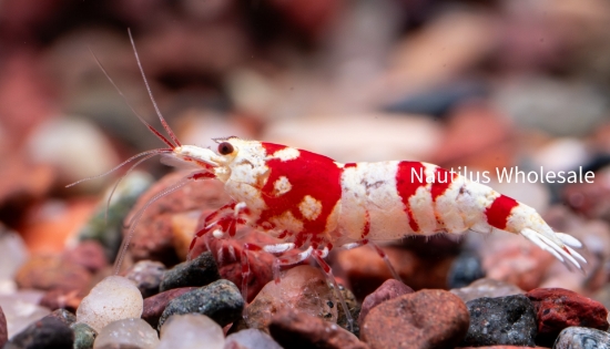 Picture of SHRIMP: RED CRYSTAL