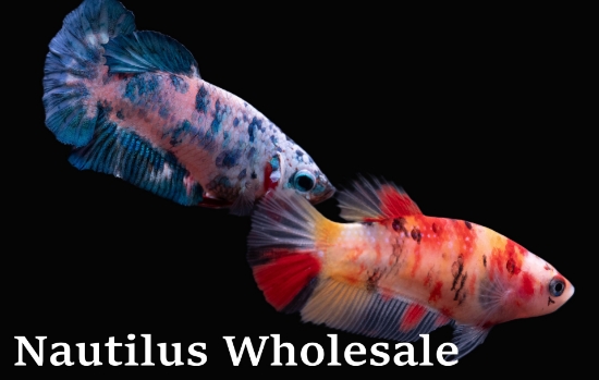 Picture of BETTA: KOI PLAKAT FEMALE