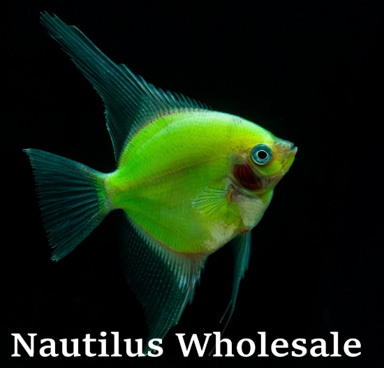 Picture of GLOFISH® ELECTRIC GREEN® ANGEL